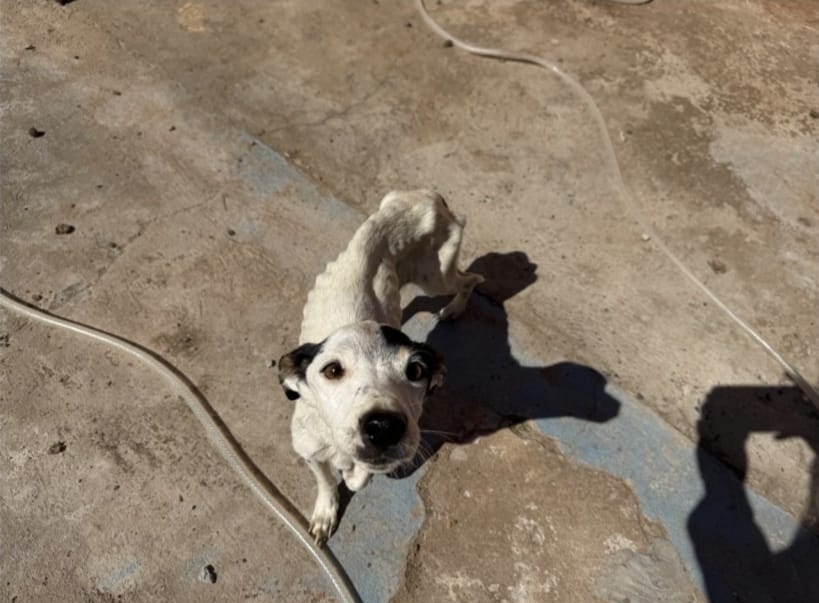 Ação conjunta resgata cães em situação de maus-tratos em Pirajuí